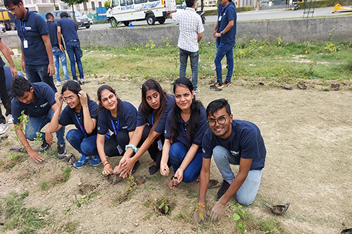 Tree Plantation